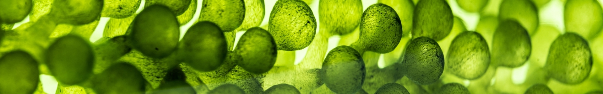 Algenbioferment