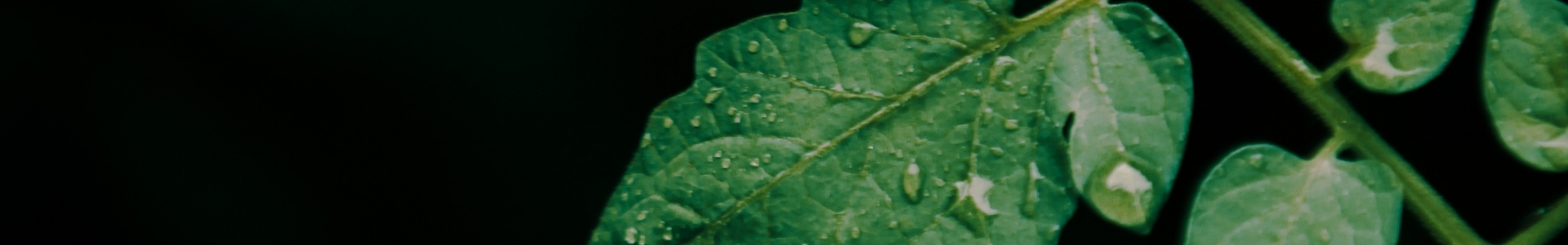 Alkaloide