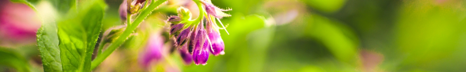Allantoin