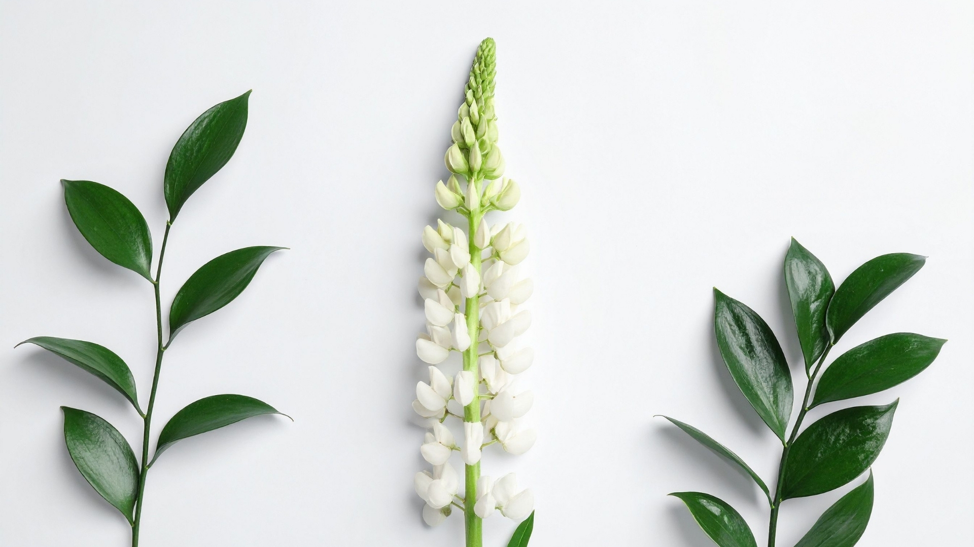 Bioferment aus Grünalgen und weißen Lupinen in der Hautpflege