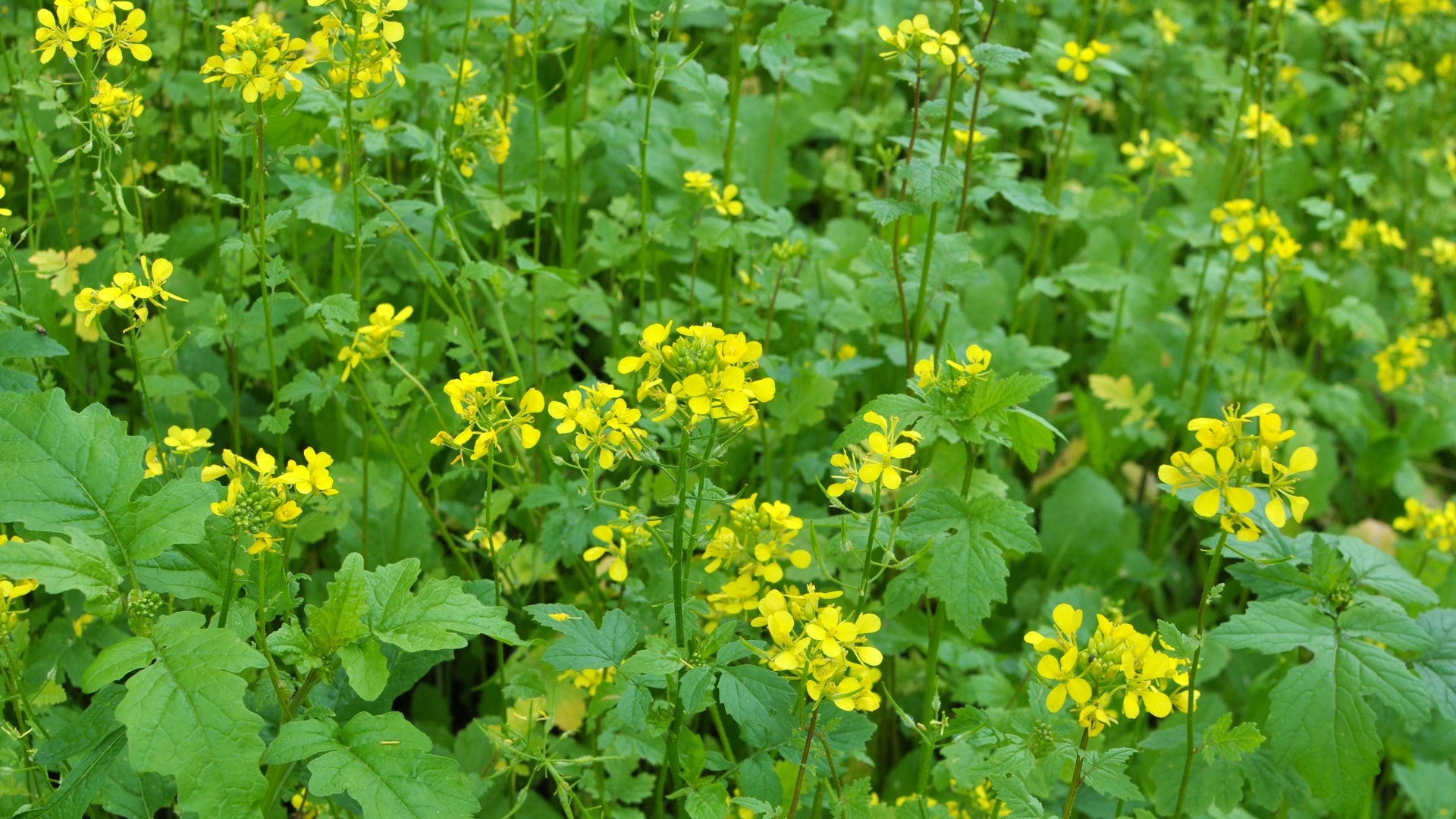 Weißer Senf Brassica alba in der Hautpflege
