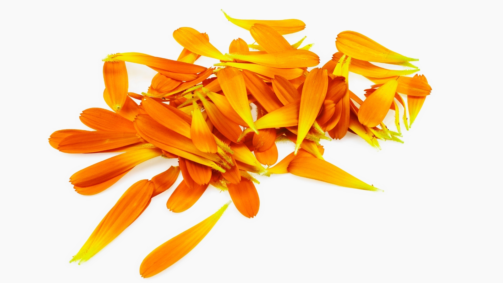 Calendula officinalis Extrakt in der Hautpflege