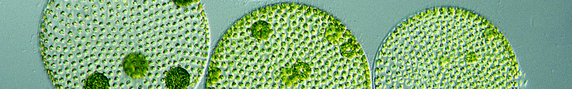 Bioferment aus Grünalgen und weißen Lupinen