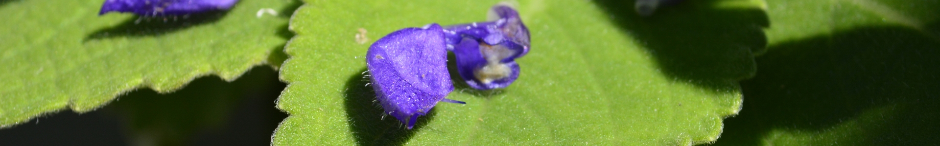 Boldobaum (Peumus boldus) Rindenextrakt