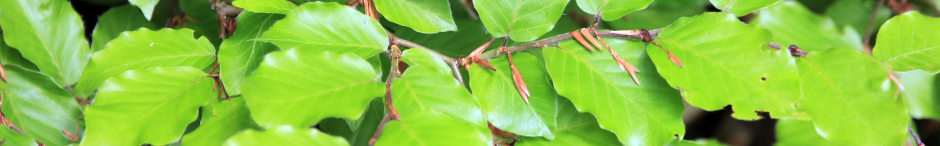 Buchen (Fagus sylvatica) Extrakt