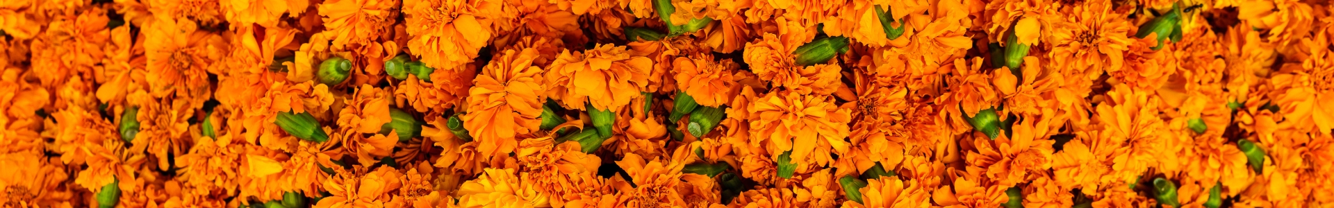Calendula officinalis (Ringelblume) Extrakt
