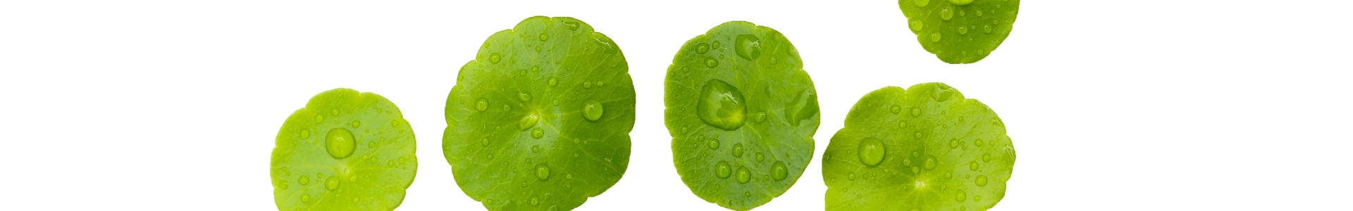 Centella asiatica Extrakt
