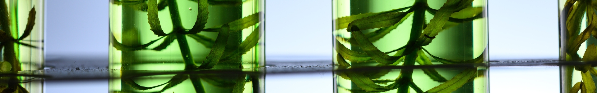 Chlorella-Algen