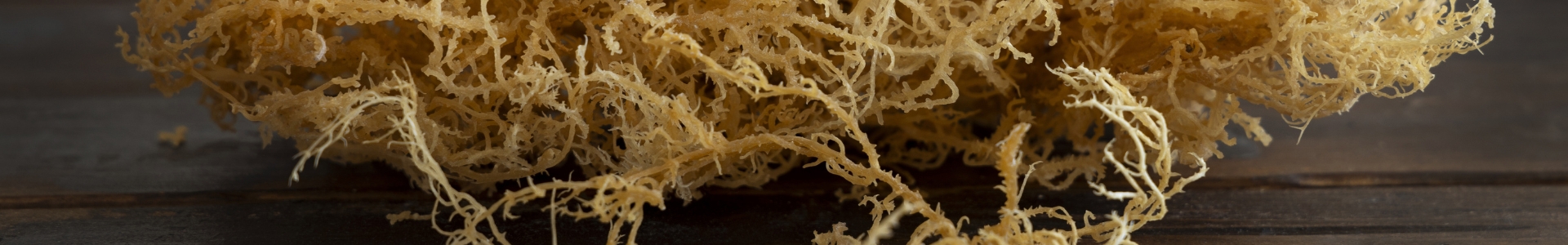 Chondrus crispus Extrakt