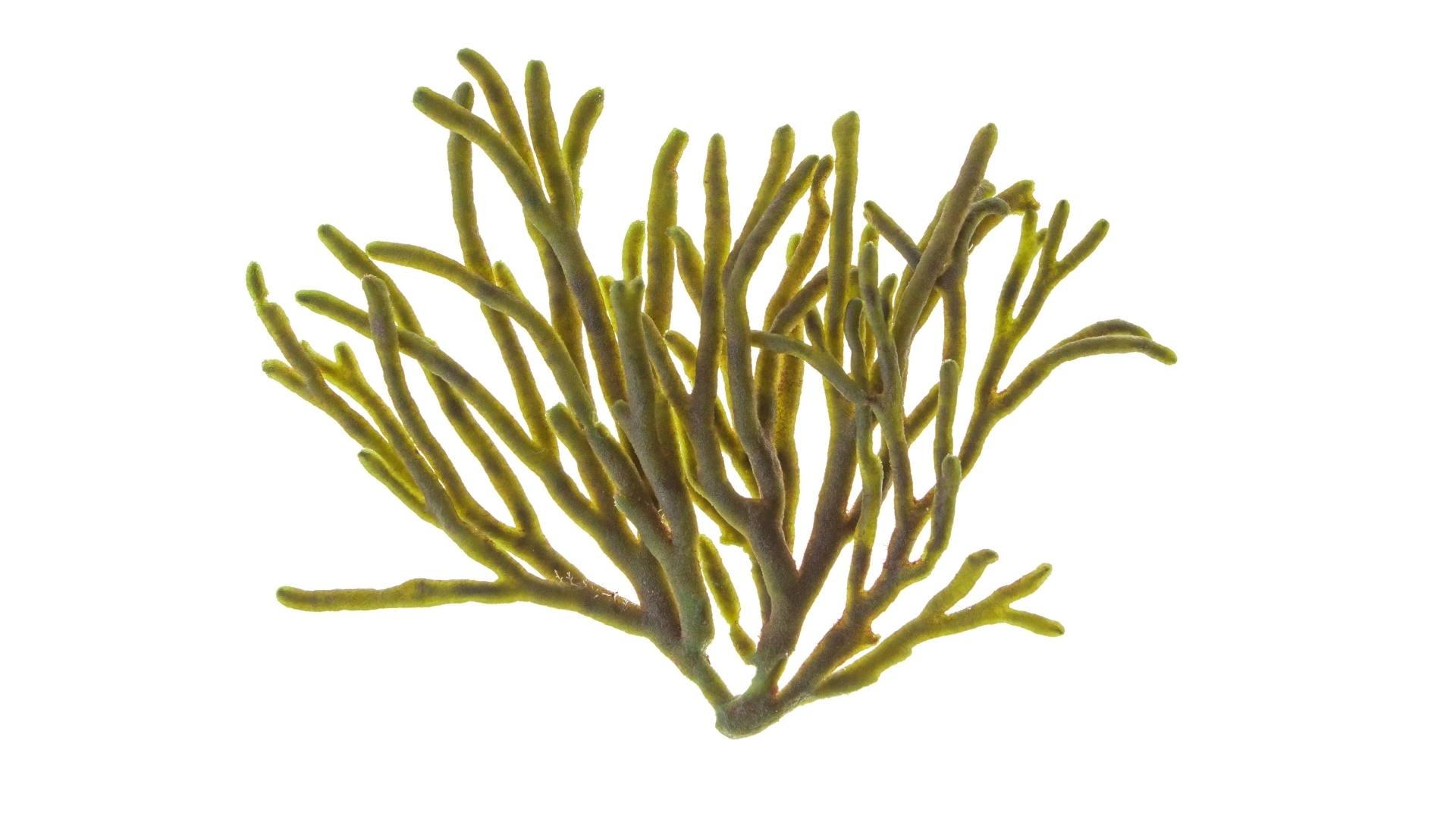 Codium tomentosum Extrakt in der Hautpflege