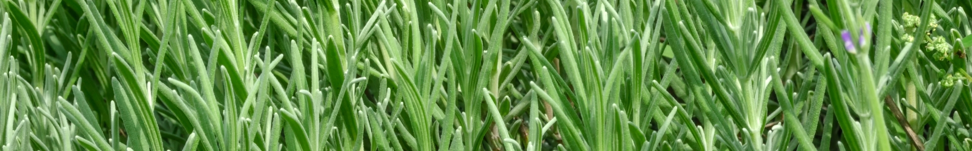 D-Linalool