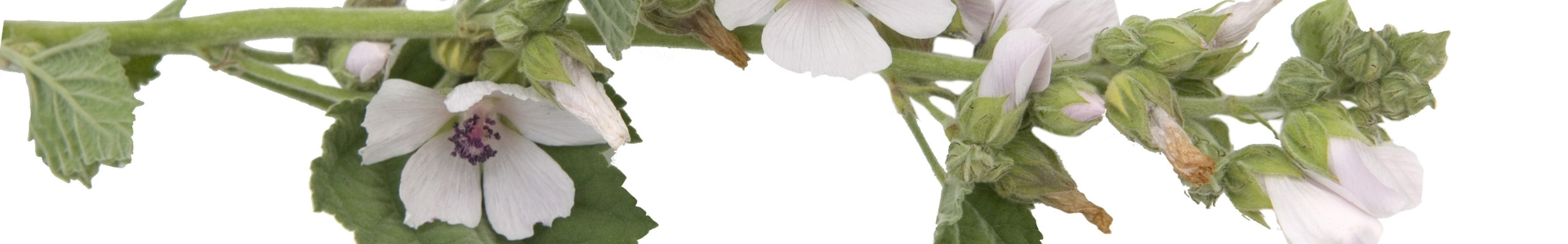 Eibisch (Althea officinalis) Wurzelextrakt