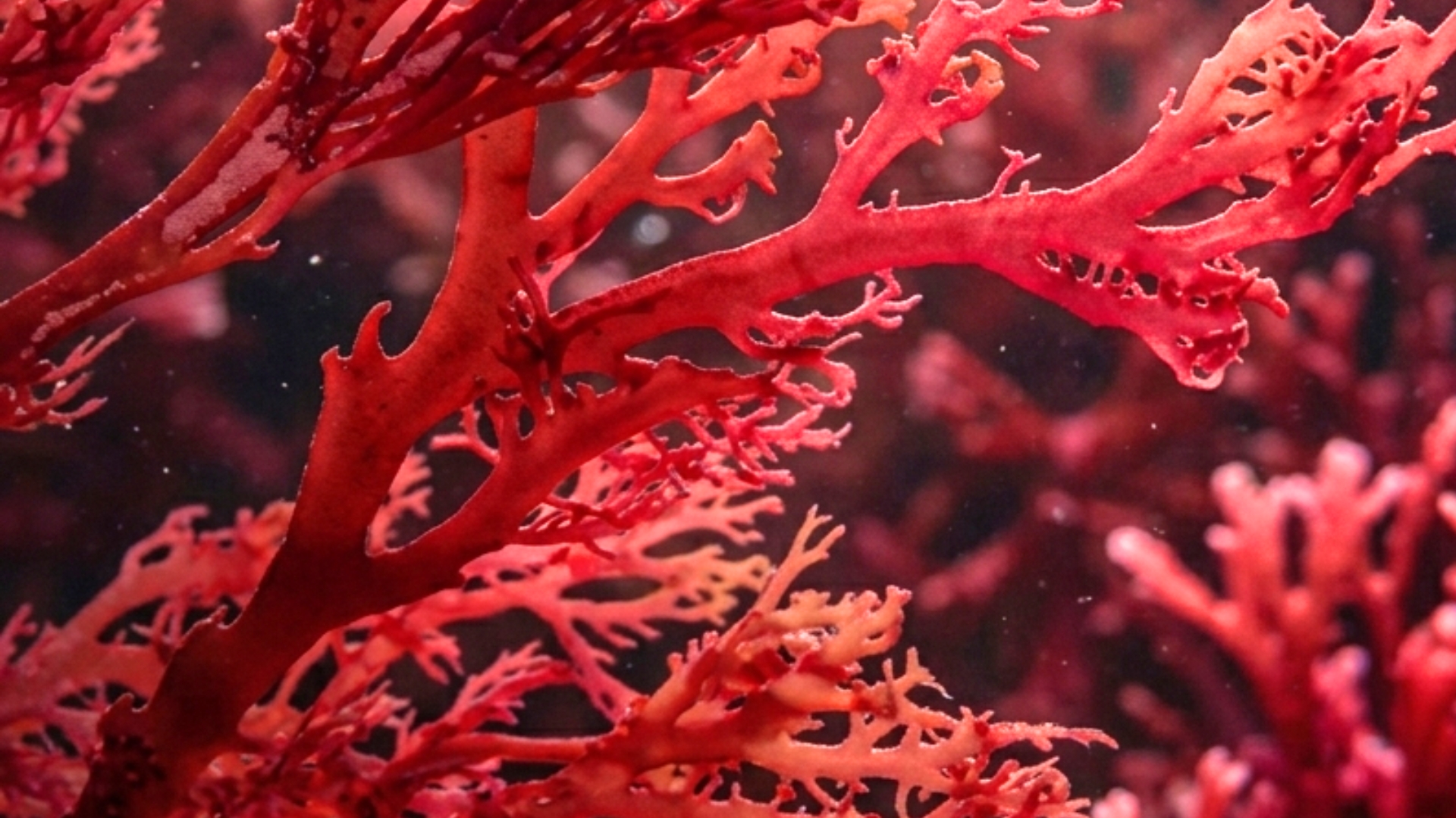 Astaxanthin in der Hautpflege