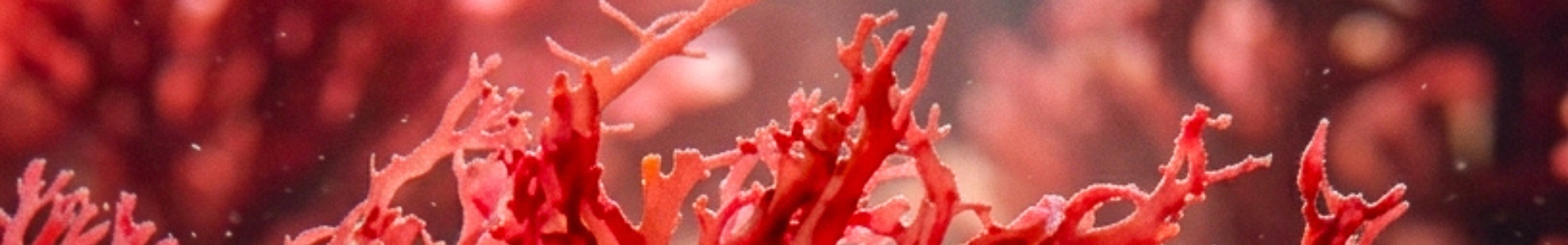 Astaxanthin